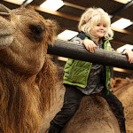 lief he? Op zo'n grote kameel!